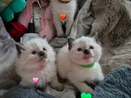 Ragdoll Kitten - Viersen