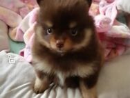 Pomeranianwelpe mit AT - Kettershausen