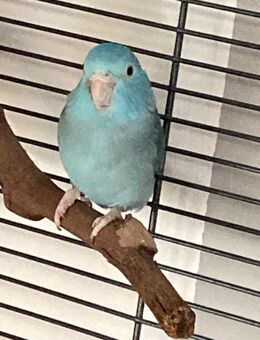 Himmelspapag. Pärchen sucht neues Zuhause - München Ramersdorf-Perlach