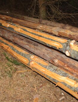 Holz von Fichte / Douglasie als junge Stämme - Neuenrade