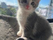 Süßes Kitten sucht liebevolles Zuhause - Frankfurt (Main)