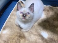 Ragdoll babykatze - Erding