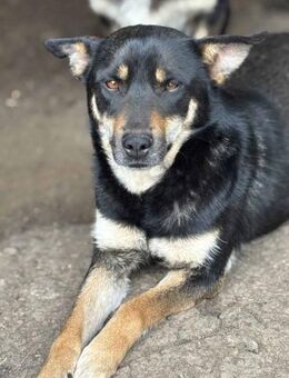 Klara, die Zarte 🐾 - Elsdorf (Nordrhein-Westfalen)