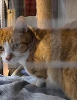 Mango - liebevoller Einzelprinz sucht .. - Walluf