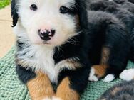 Welpen Border Collie / Berner Sennen / Appenzeller / Australian Sheperd - Untermeitingen