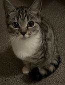 BKH Mix Kätzchen in 19230