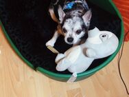 Chihuahua Rüde - Grevenbroich