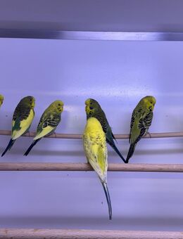 Junge Wellensittiche - Altötting