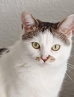 Katzendame kastriert, 2 Jahre alt sucht liebevolles zu Hause - Berlin