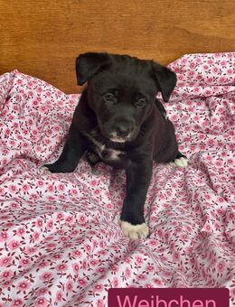 Süßer Welpe sucht liebevolles Zuhause! - Höchstadt (Aisch)