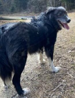 Wer schenkt Angelo ein Zuhause? - München