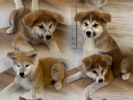 Akita inu welpen - Minden Minderheide