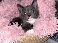 Baby Katze ❤️ - Mönchengladbach