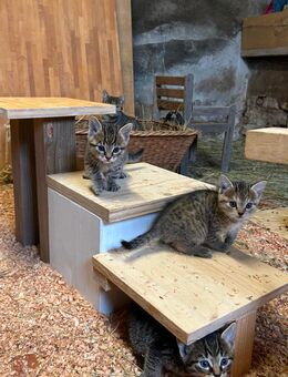 Kitten getigert ab Mitte November 2025 umzugsbereit :O) - Biebergemünd