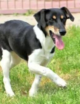 ORSO - ein hübscher Jack-Russell-Mix - Regensburg