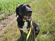 Leo sucht erfahrenes Zuhause - Freilassing
