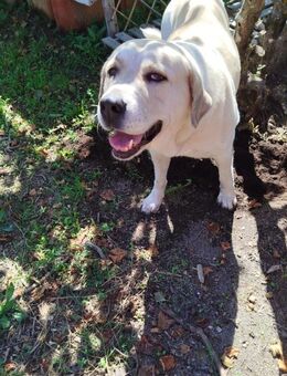 Lola - so groß wie ihr Herz - Grevenbroich