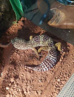 Leopardgecko + Terrarium - Selb