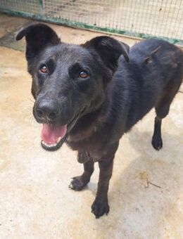 Philla - Liebe und sanftmütige Hündin - Obertshausen