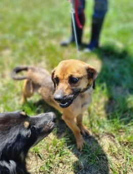Kleiner Körper, rießen Herz- Mini - Ellerbek