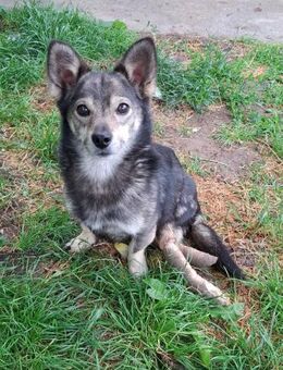 Barny vom Auto erfasst sucht Zuhause - Blankenheim (Nordrhein-Westfalen)