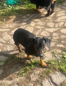 Kaninchen Dackel Hündin - Thallwitz