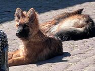 Altdeutsche Schäferhunde Welpen zu verkaufen - Leisnig Bockelwitz