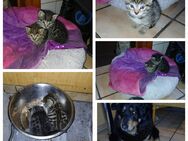 Katzen Welpen Kitten Babys Hauskatze - Eydelstedt