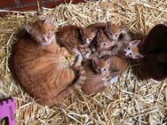 Traumhafte rote Kitten/Kätzchen suchen neue Familie - Steinfurt
