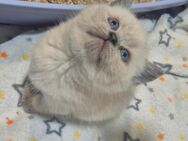 Reinrassige BKH kitten - Osnabrück