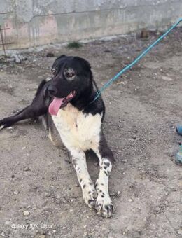 Falco - dringend zu Hause gesucht! - Overath