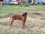 Rhodesian Ridgeback - Bad Langensalza