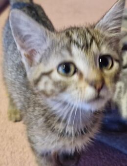 Kitten abzugeben - Waldbröl
