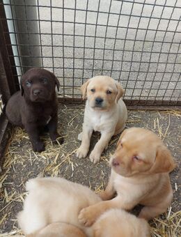 Süße Labradorwelpen in liebevolle Hände abzugeben - Wallerstein