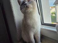 BKH/Siam Katze - Bebra