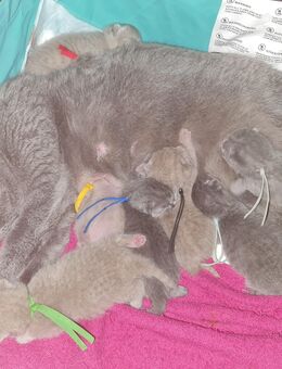 BKH Kitten - Germersheim