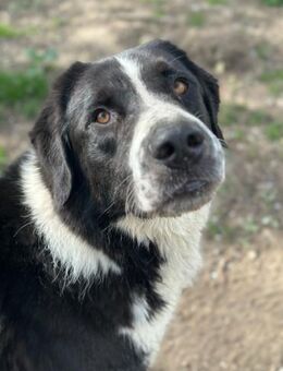BAZ - wunderschöner Rüde voller Energie - Aerzen