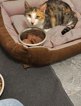 Glückskatze LUCY 1,5 Jahre - Stelle