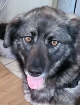 ANA ist eine Traumhündin 😍 - Hof