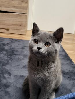 BKH Kitte sucht neues Zuhause - Kassel Bettenhausen