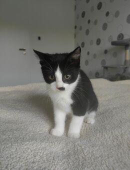 Babykatzen EKH suchen ein Zuhause - Burghaun