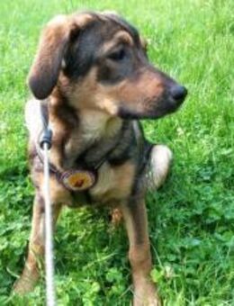 Hera sucht ein neues Zuhause - München