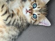 Baby katze - Langenhagen