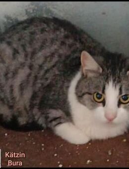 Süße Bura - dringend - Margetshöchheim