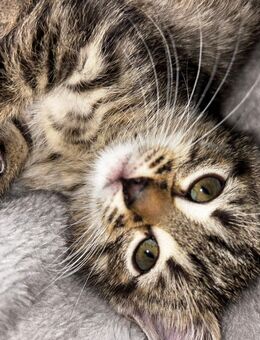 2 Katzen suchen ein neues Zuhause - Mühlen Eichsen