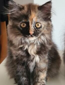 Britisch Kurzhaar Kitten sucht liebevolles Zuhause - Heddesheim