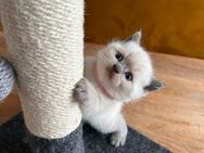BKH Kitten Britische Kurzhaar Katzenbabys reinrassig - Köln