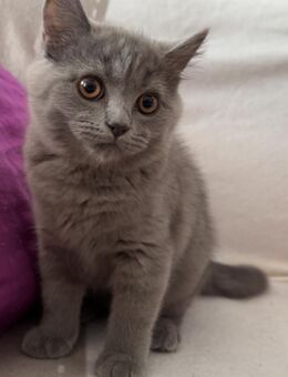 3 wündeschöne Britisch Kurzhaar Katzen 13 Wochen Alt Kittem - Berlin Tempelhof-Schöneberg