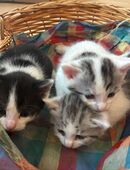 Babykatzen, Katzenbabys, Kitten in 41462