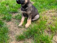 Deutsche Schäferhund Welpen - Speyer